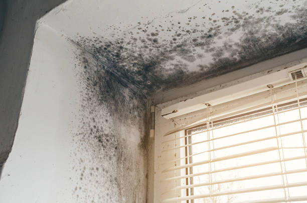 Affordable Mold Remediation solutions in Rogers, TX